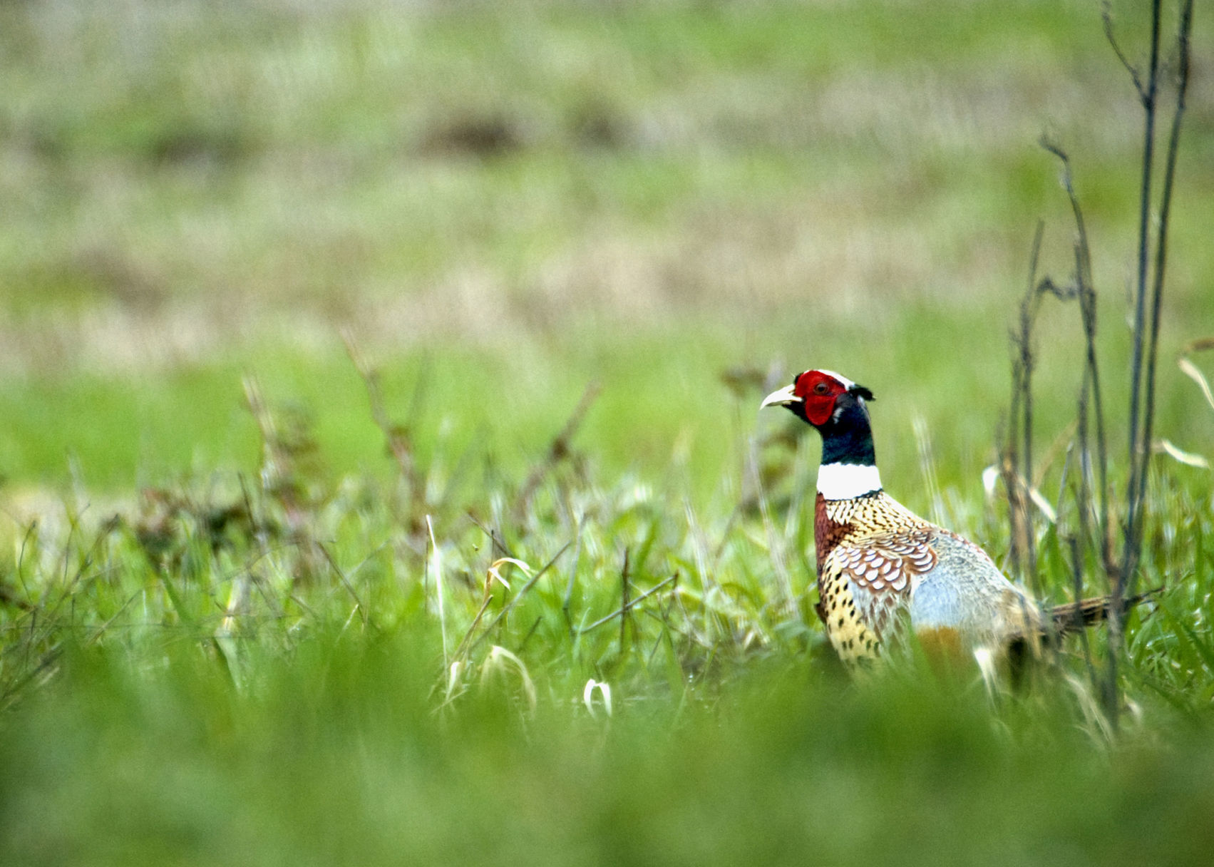 A pheasant rooster keeps a low profile.